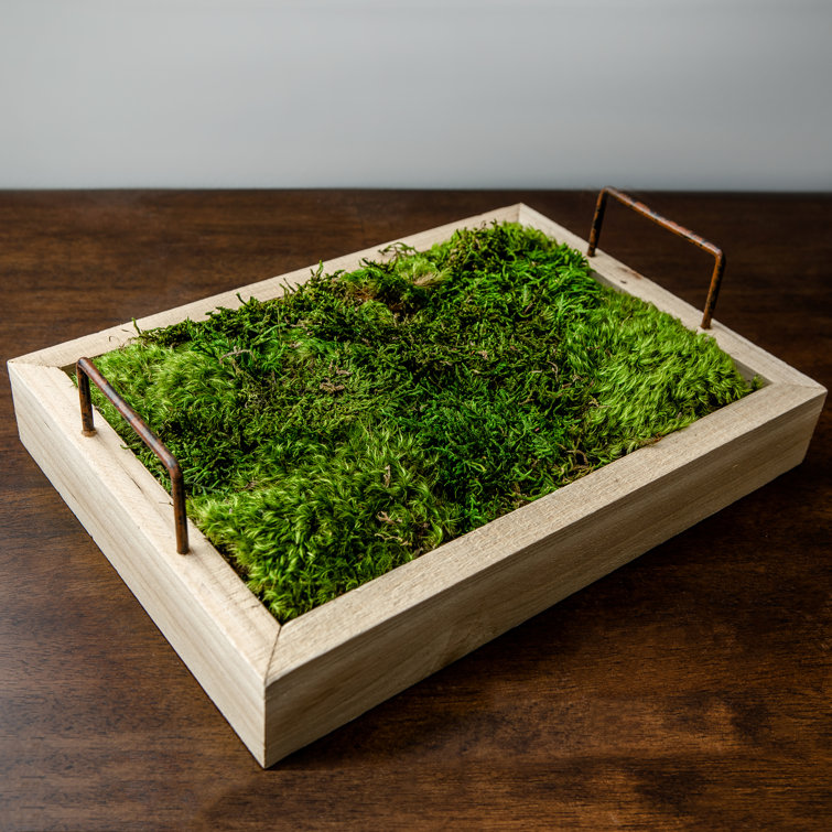 Primrue 8.5'' Mood Moss Plant Wayfair